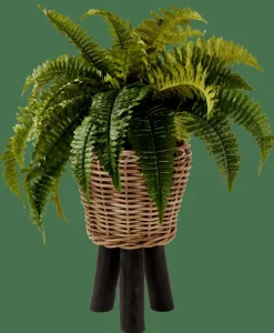 BOSTON Fougère Vert