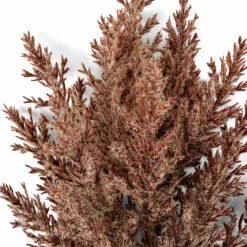 DAMA J Dame-jeanne Brun