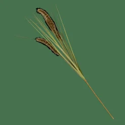 GRASS Hampe De Roseau Vert