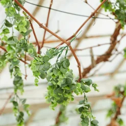 GREEN Boule Buis Vert