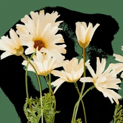 INDI Tige De Fleurs Crème