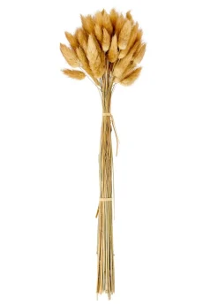 LAGURUS Lagure Ovale Naturel