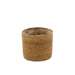 PHALARIS Herbe Décorative Cuivre