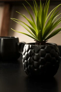 PINA Plante D'ananas En Pot Noir