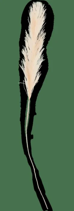 PLUME Plumes Décoratives Crème