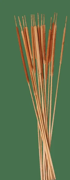 TYPHA Hampes De Roseau Set De 15 Naturel