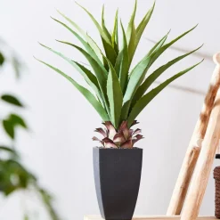 VERA Plante Grasse Sur Tige Vert